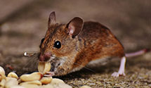 24 Hour & Emergency Exterminators in Belleville, MI